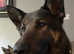 Black &tan GSD for stud