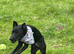 Beautiful collie cross jack