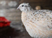 10 Jambo Quails (Male)