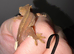 Flame with a partial pinstripe Crested gecko