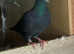 Black cock racer racing pigeon