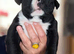 ABKC extreme pocket bully's