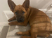 German Shepard cross chow chow