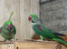 Alexandrian Male&Female