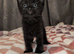 2 kittens 1 male black 1 female tabby 6 weeks old
