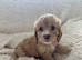 Beautiful cavapoo girl