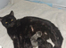 2beautiful kittens for sale