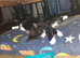 Two male kittens looking for there forever home