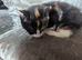 2 gorgeous kittens for sale