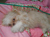 4 months imperial shih tzu