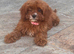 F1 Toy Fully Health Tested Girl Cavapoo’s