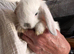 Mini lops pure bred. Last one leg