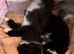Beautiful Black and White Maine coon X kittens