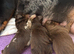 gorgeous mini dachshund girls