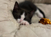 Kitten for sale