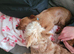 5 month old male chorkie