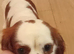 Cavalier king Charles boy