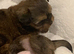 Beautiful Shi tzu puppies