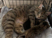 Beautiful female kitten