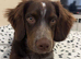Beautiful boy for rehoming