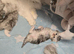 Persian  2 x Male kittens remaining from litter