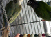 Baby&rsquo;s green cheek conure