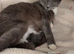 Grey male kitten