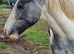 17 month old gelding cob. Green/unbroken
