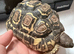 Leopard Tortoise
