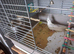 2 cockatiels white face pied and lution