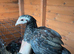 Aseel pullets