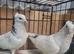 Iranian pigeon