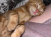 Ginger kitten