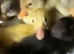Duck and ducklings