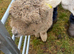 Registered pedigree Ryeland sheep