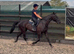 Sotty lovely sweet kind natured standard bred gelding