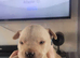 Frenchie cross Jack Russell pups for sale