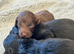 7 beautiful F1 cockapoo puppies