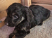 F1 cockerpoo puppies