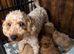 Maltipoo Red Girl