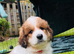 Ready in 1 week ️ pyrenees,  goldendoodle puppies
