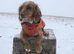 Cocker spaniel puppy