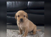 Labrador pups