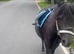 Look at this lovely little Dartmoor mare 12.2 and rising