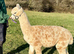 A very special breeding group of 16 alpacas