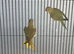 Stunning Green Indian Ringnecks