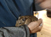 Degus
