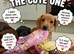 Pra clear mini smooth dachshund pups