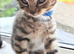 Kittens looking for 5* Homes