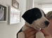 Staffie mix breed for sale